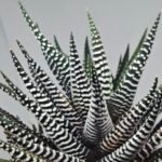 Haworthiopsis attenuata cv. ‘Jyuni no Hikari’ (Super Zebra) - 6
