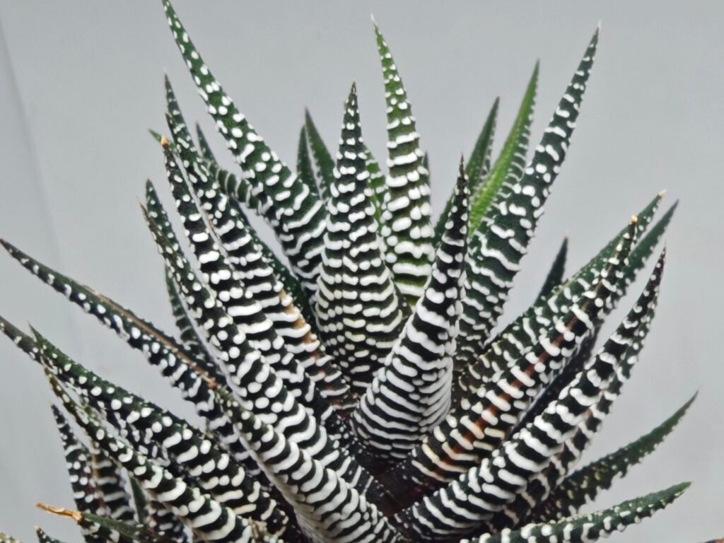Haworthiopsis attenuata cv. ‘Jyuni no Hikari’ (Super Zebra) - 7