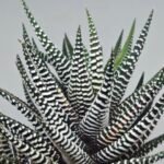 Haworthiopsis attenuata cv. ‘Jyuni no Hikari’ (Super Zebra) - 7