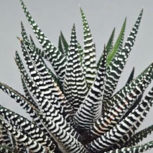 Haworthiopsis attenuata cv. ‘Jyuni no Hikari’ (Super Zebra) - 7