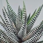 Haworthiopsis attenuata cv. ‘Jyuni no Hikari’ (Super Zebra) - 8