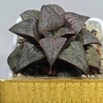 Haworthia Splendens Atarasi-10 - 10