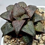 Haworthia Splendens Atarasi-10 - 1