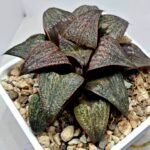 Haworthia Splendens Atarasi-10 - 2