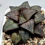 Haworthia Splendens Atarasi-10 - 3