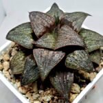 Haworthia Splendens Atarasi-10 - 4