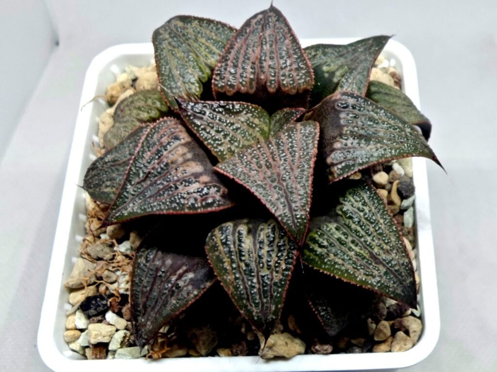 Haworthia Splendens Atarasi-10 - 5