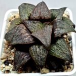 Haworthia Splendens Atarasi-10 - 5