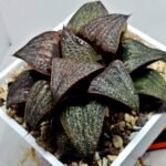 Haworthia Splendens Atarasi-10 - 6