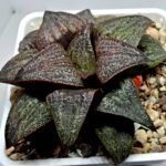 Haworthia Splendens Atarasi-10 - 7
