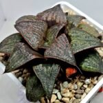 Haworthia Splendens Atarasi-10 - 8