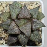 Haworthia Splendens Atarasi-10 - 9