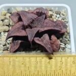 Haworthia Splendens Atarasi-10 - 1