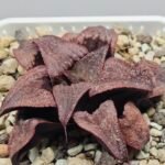 Haworthia Splendens Atarasi-10 - 2