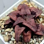 Haworthia Splendens Atarasi-10 - 3