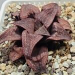 Haworthia Splendens Atarasi-10 - 4