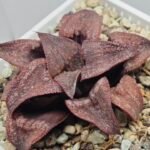 Haworthia Splendens Atarasi-10 - 5