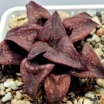 Haworthia Splendens Atarasi-10 - 6