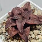 Haworthia Splendens Atarasi-10 - 7