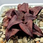 Haworthia Splendens Atarasi-10 - 8