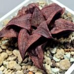 Haworthia Splendens Atarasi-10 - 9