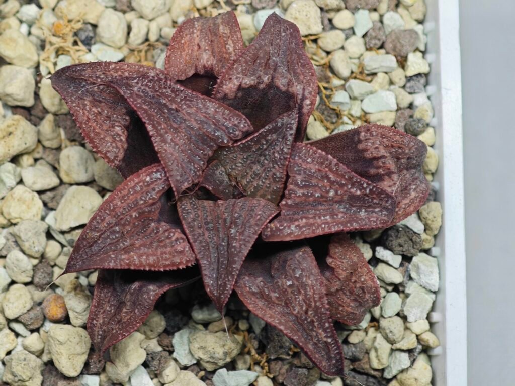 Haworthia Splendens Atarasi-10 - 10