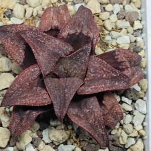 Haworthia Splendens Atarasi-10 - 10