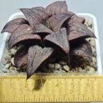 Haworthia Splendens Atarasi-10 - 1