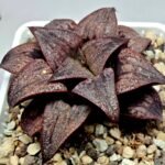Haworthia Splendens Atarasi-10 - 2