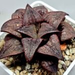 Haworthia Splendens Atarasi-10 - 3