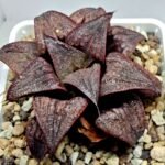 Haworthia Splendens Atarasi-10 - 4