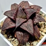 Haworthia Splendens Atarasi-10 - 5
