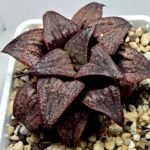 Haworthia Splendens Atarasi-10 - 6