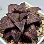 Haworthia Splendens Atarasi-10 - 7
