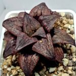 Haworthia Splendens Atarasi-10 - 8