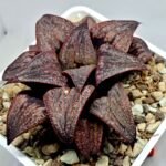 Haworthia Splendens Atarasi-10 - 9