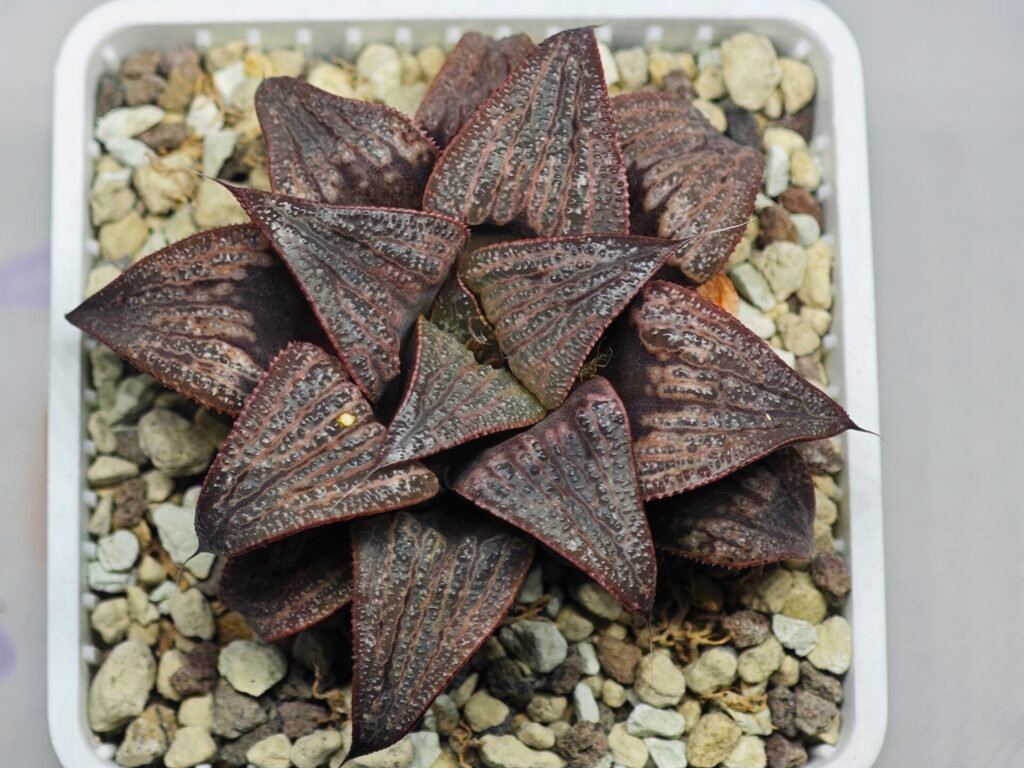 Haworthia Splendens Atarasi-10 - 10
