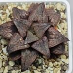 Haworthia Splendens Atarasi-10 - 10
