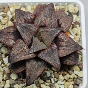 Haworthia Splendens Atarasi-10 - 10