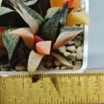 Haworthia Splendens ‘Taj Mahal’ (タージマハル) [泰姬陵] Variegated - 2