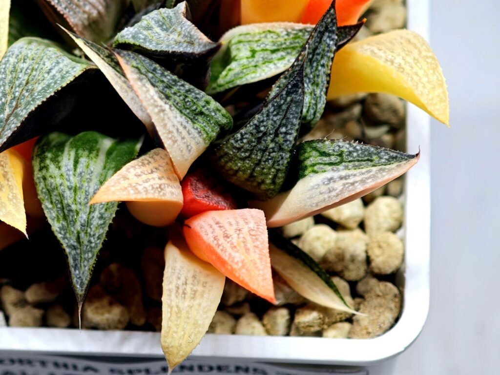 Haworthia Splendens ‘Taj Mahal’ (タージマハル) [泰姬陵] Variegated - 3