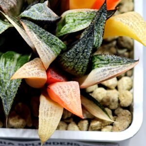 Haworthia Splendens ‘Taj Mahal’ (タージマハル) [泰姬陵] Variegated - 3