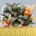 Haworthia Splendens ‘Taj Mahal’ (タージマハル) [泰姬陵] Variegated - 1