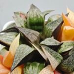 Haworthia Splendens ‘Taj Mahal’ (タージマハル) [泰姬陵] Variegated - 2