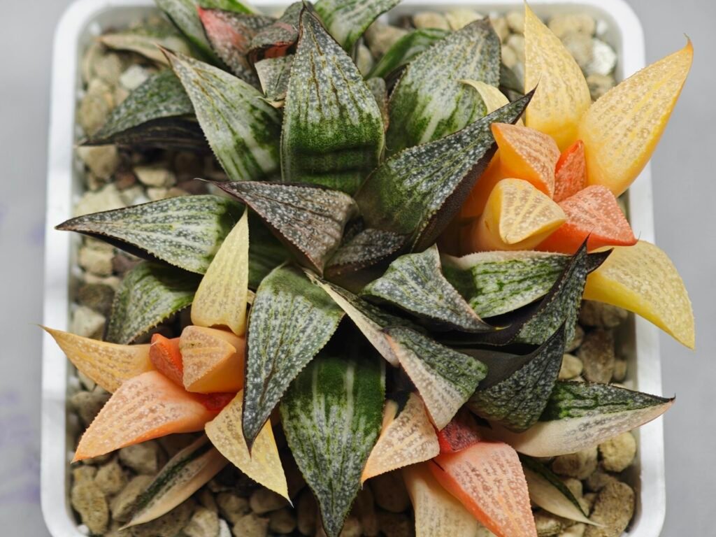 Haworthia Splendens ‘Taj Mahal’ (タージマハル) [泰姬陵] Variegated - 3