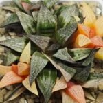 Haworthia Splendens ‘Taj Mahal’ (タージマハル) [泰姬陵] Variegated - 3
