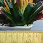 Haworthia Truncata Magnifica Red Variegated [赤 斑] (斑 A) - 1