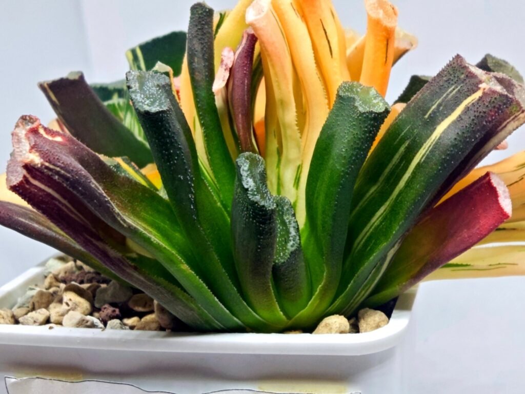 Haworthia Truncata Magnifica Red Variegated [赤 斑] (斑 A) - 2