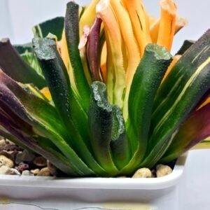 Haworthia Truncata Magnifica Red Variegated [赤 斑] (斑 A) - 2
