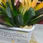 Haworthia Truncata Magnifica Red Variegated [赤 斑] (斑 A) - 3